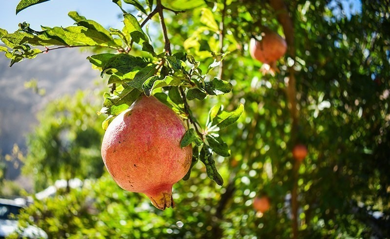 گردشگری،دهگردی،انبوه