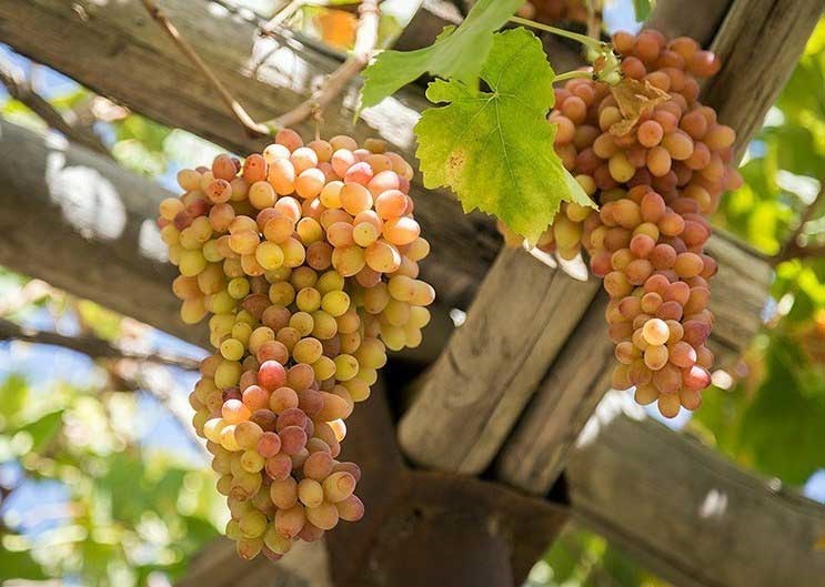 گردشگری،دهگردی،دهنو