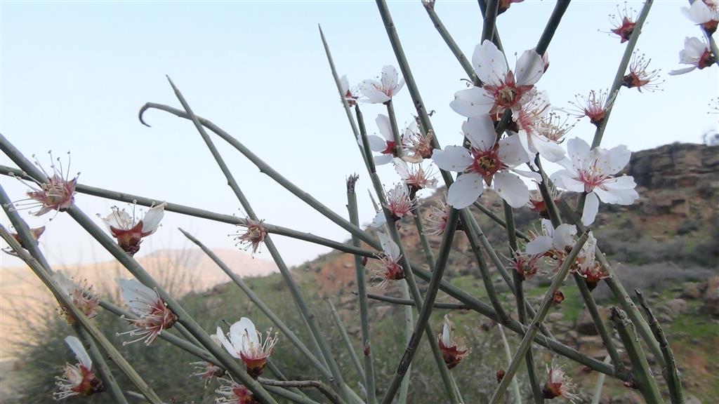 گردشگری،دهگردی،گاومیر