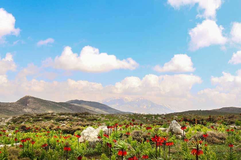 دشت مورپیسه