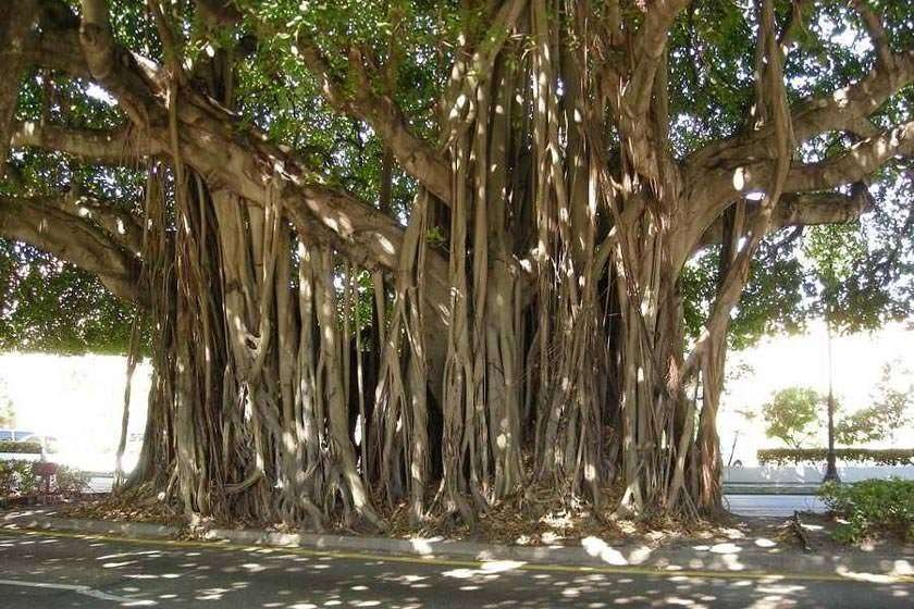 درخت انجیر معابد قشم