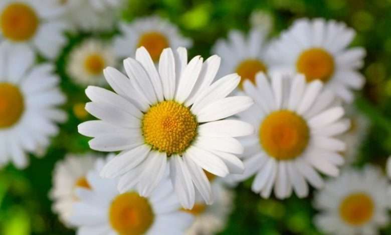 دشت بابونه باغ دره
