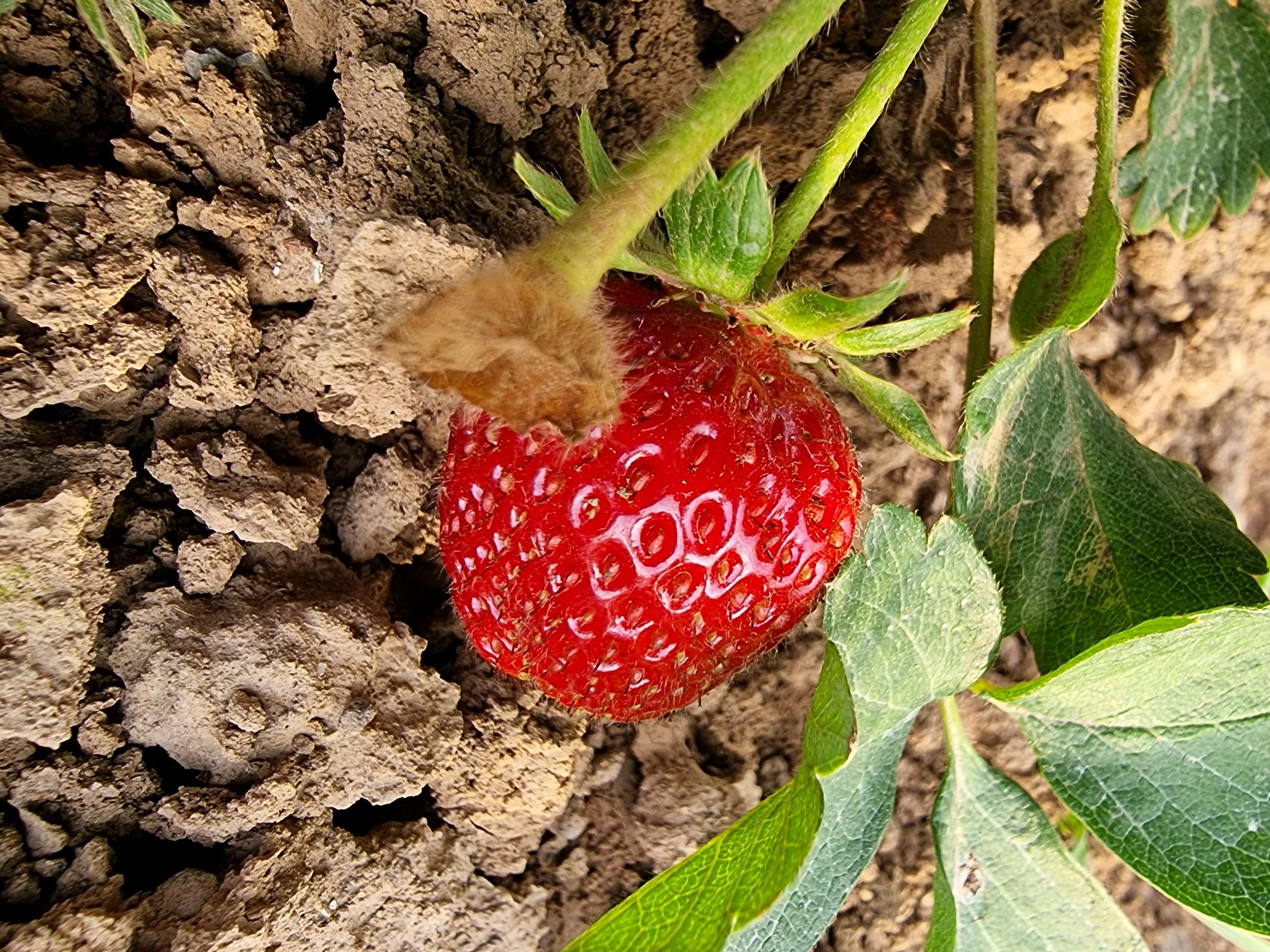 گردشگری،دهگردی،شفیع آباد فندرسک